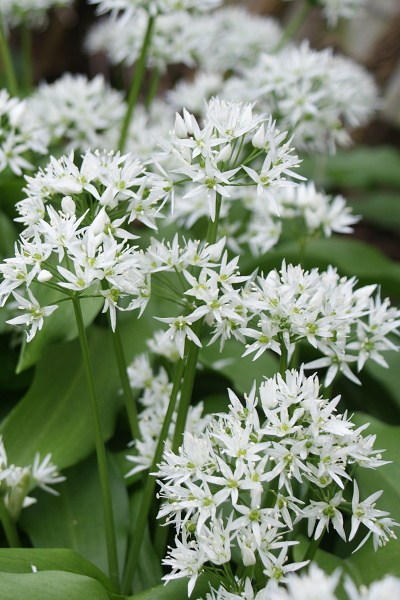 medvedí cesnak, smená medvedieho cesnaku, medvedí cesnak semená,